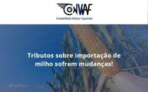 Tributos Sobre Importação De Milho Sofrem Mudanças! Conwaf - Contabilidade no Rio de Janeiro | CONWAF Contabilidade
