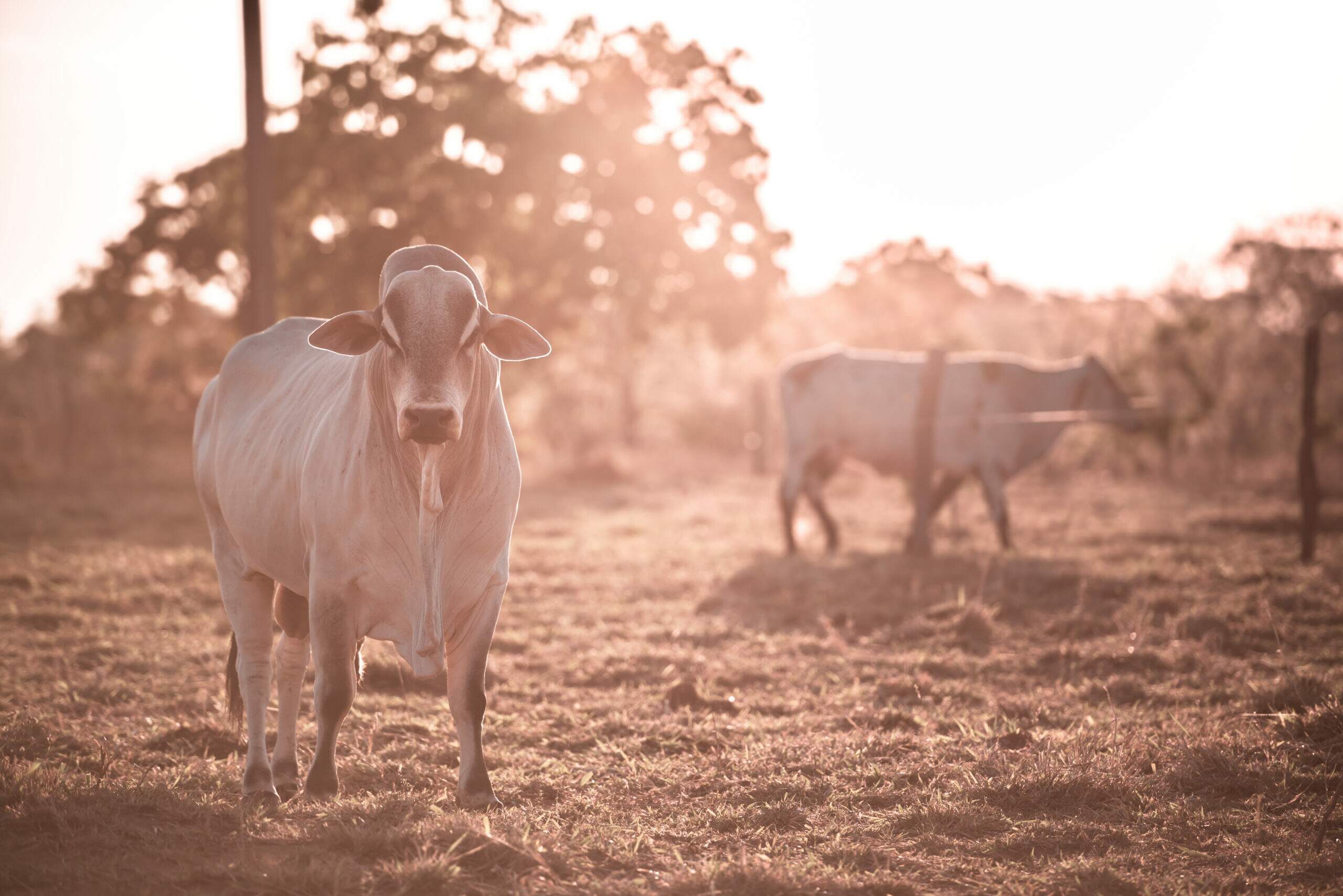  Criação de gado para corte: confira as principais regras! 
